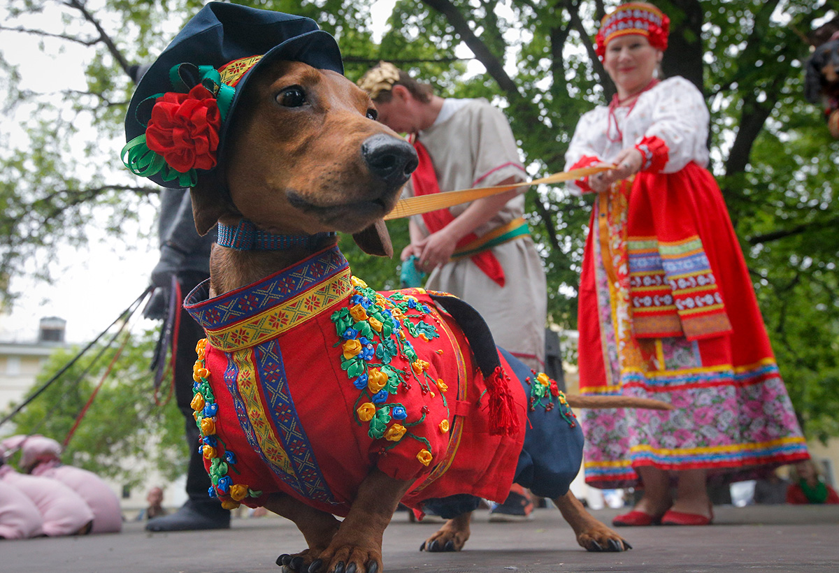 The dachshund parade is not a traditional dog show; it is a large celebration with many participants each year showing off the maddest, funniest, and most bizarre costumes ever put on a dog.