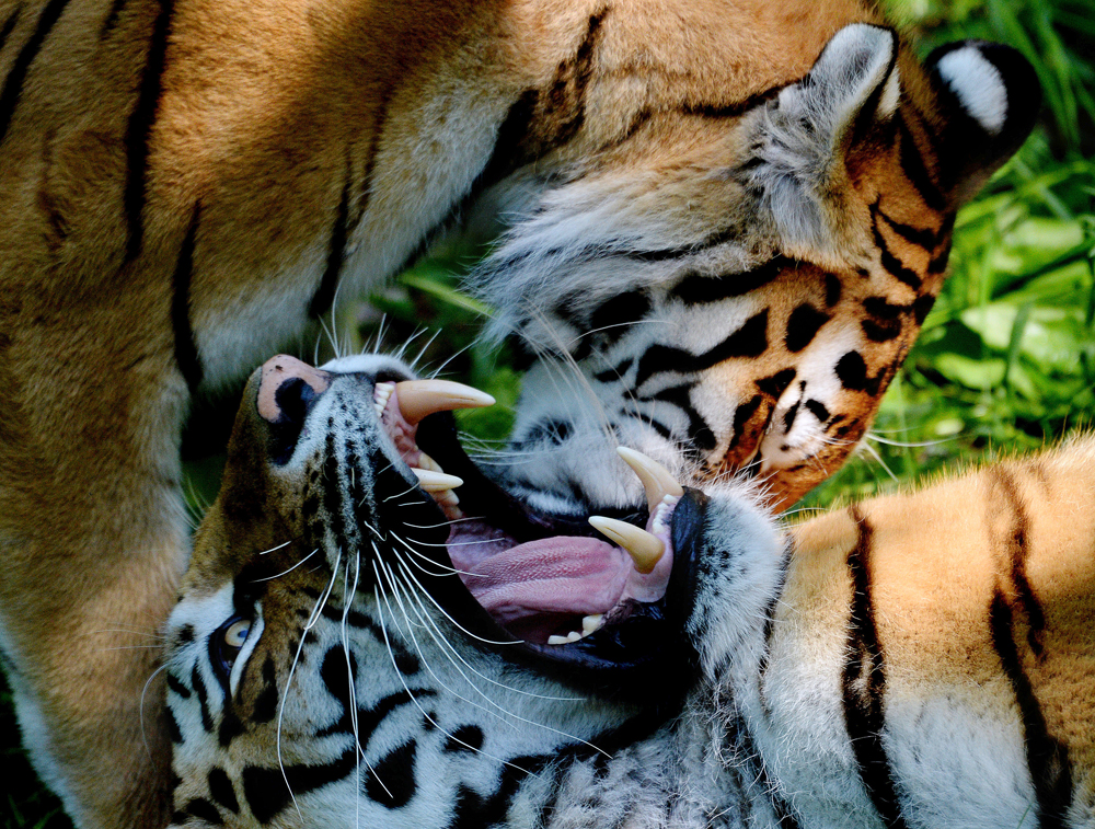 Сибирските тигри Амур и Усури по време на „медения месец“ в Приморския сафари парк.