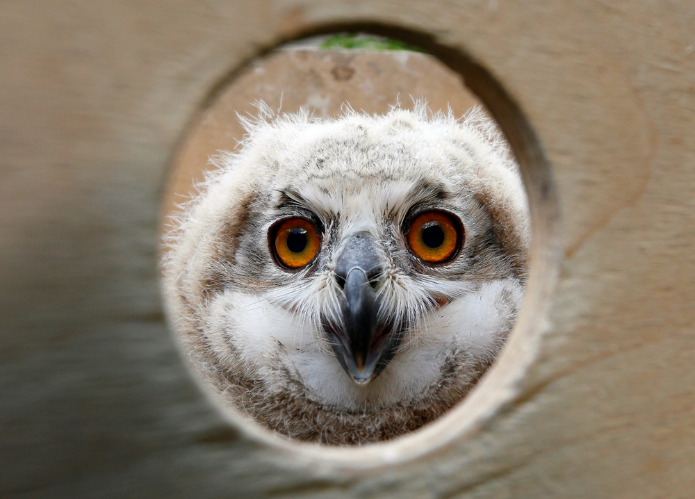 A 3-week-old Eurasian eagle owl looks out of a wooden box at the Royev Ruchey zoo on the suburbs of the Siberian city of Krasnoyarsk, Russia