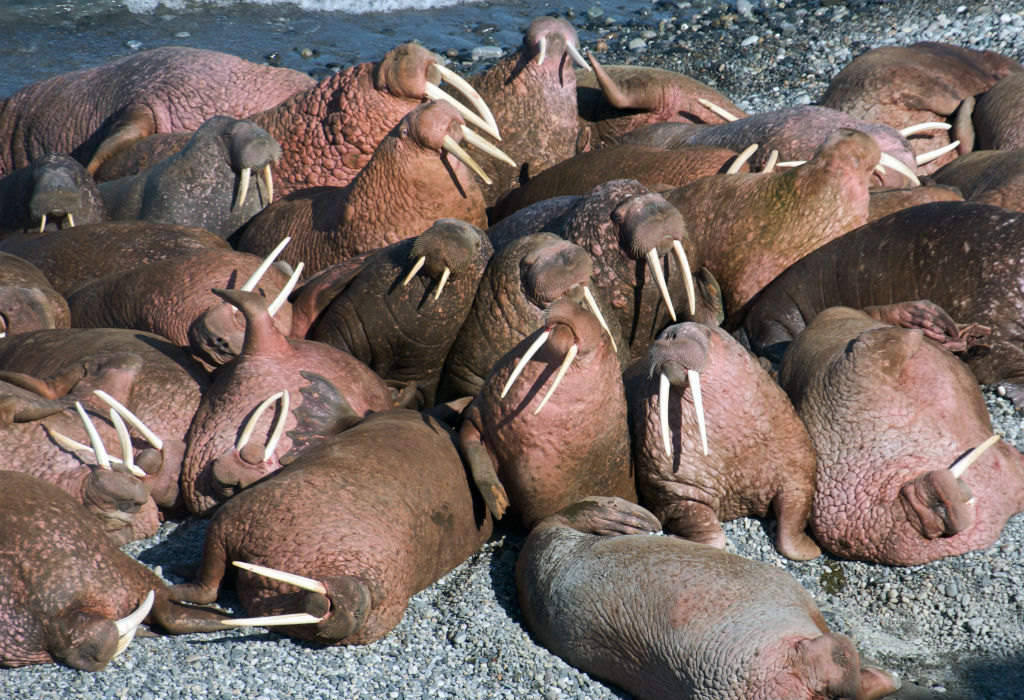In September, huge numbers of Pacific walruses gather on the beaches of Wrangel Island to rest and gather strength for their big annual migration.