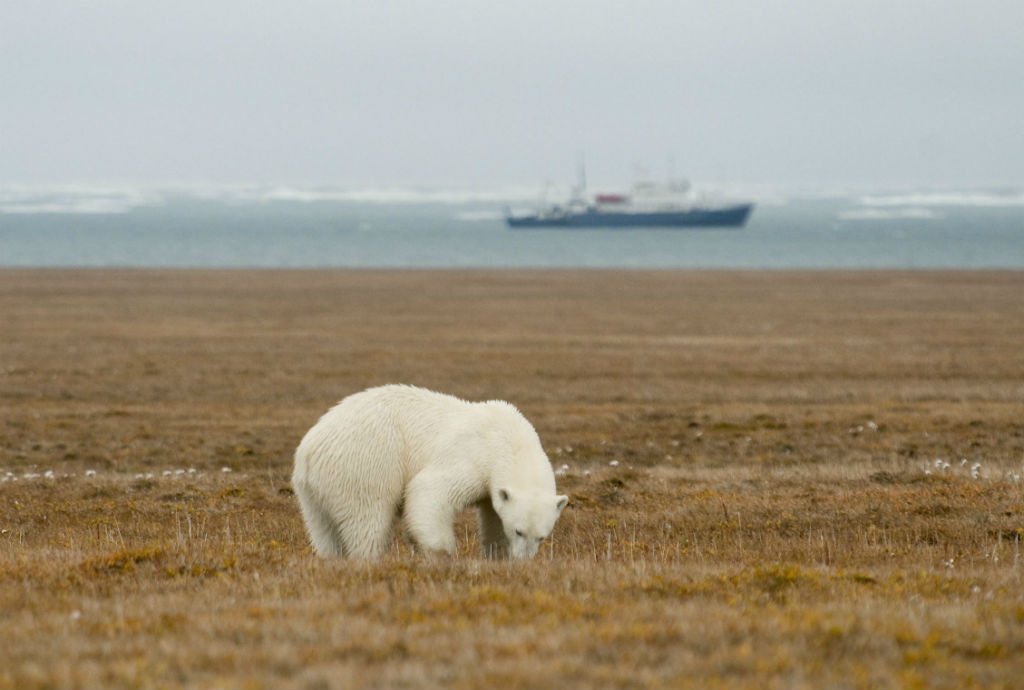 Ogni anno sono circa 500 le femmine di orso polare che in questa zona costruiscono tane per dare alla luce i propri piccoli
