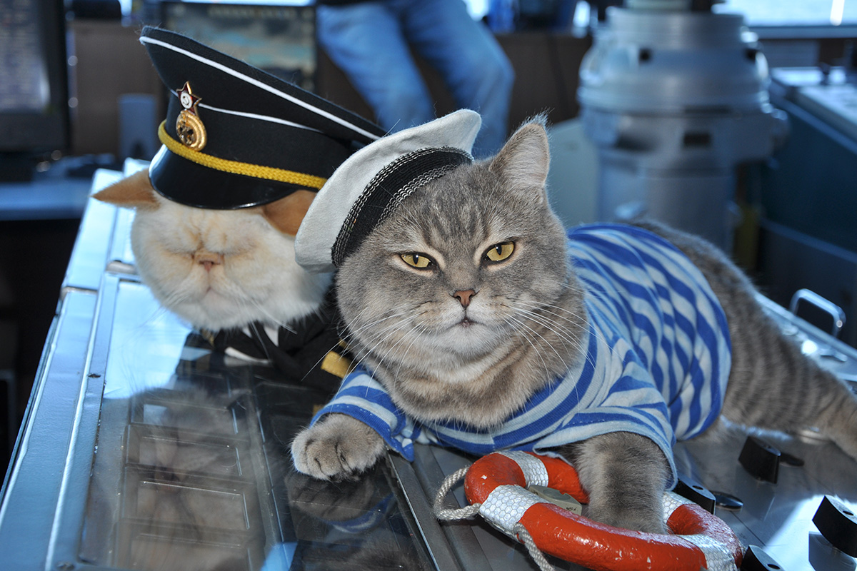 Едната котка се казва Боцман (отляво), което означава „корабен старшина“.