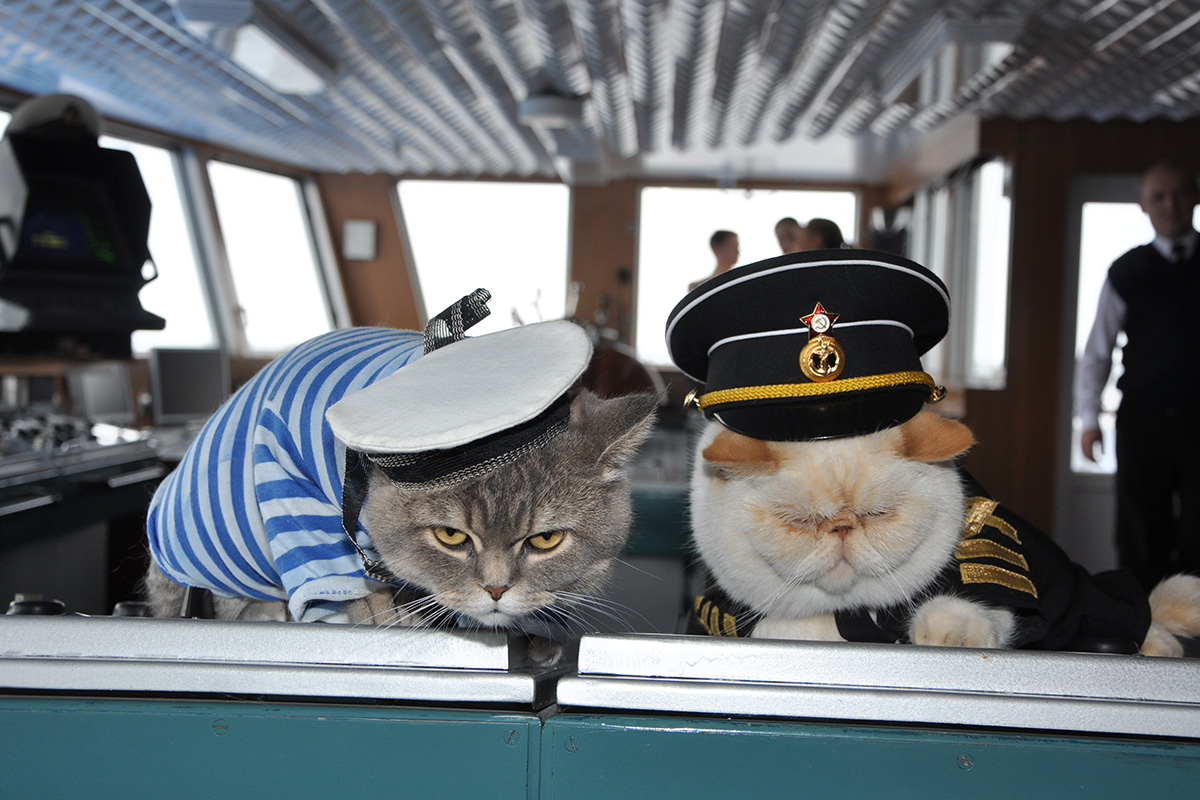 　ロシアのリバークルーズ船ニコライ・チェルヌイシェフスキー号の船長が指示を出しているのに、2匹の船員は指示に従わずに居眠りし続けている。