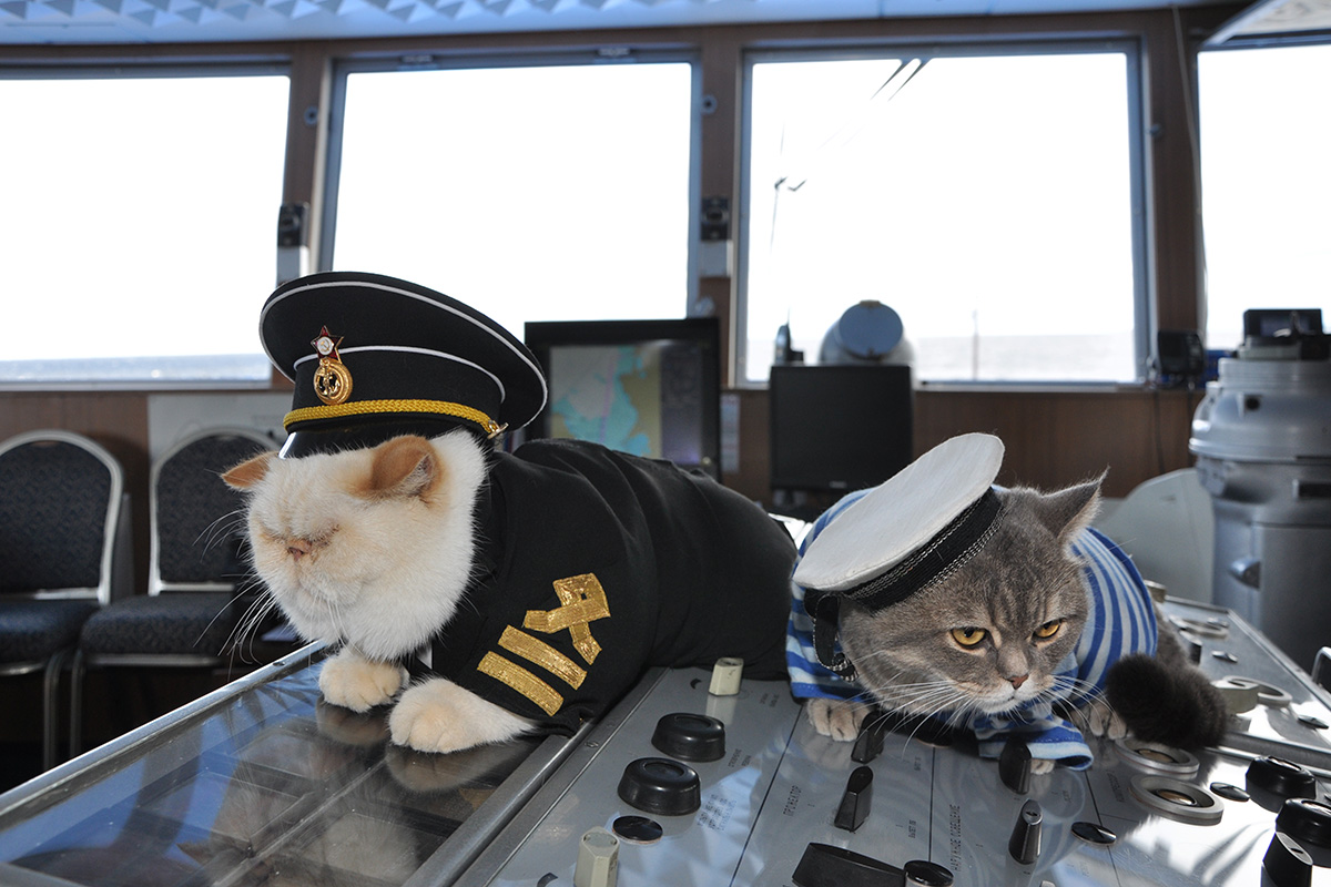 The passengers’ beloved pets are often seen sleeping in the captain’s deckhouse. Each cat has its own outfit, but Botsman mainly prefers to play with his peak cap instead of wearing it.