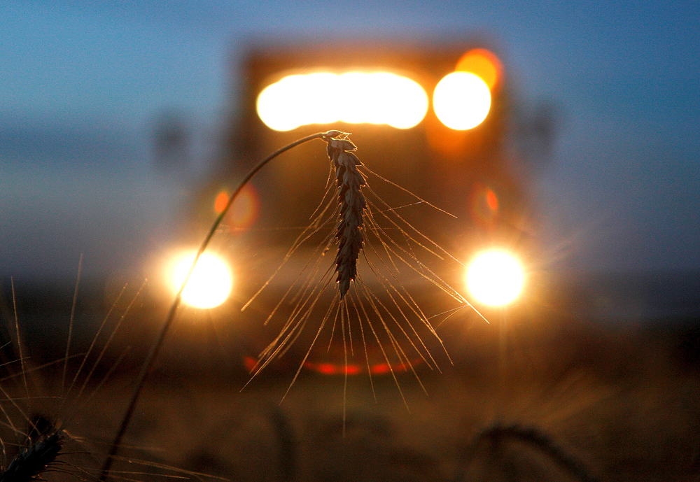 En 2016, la Russie est devenue le plus important exportateur de blé.