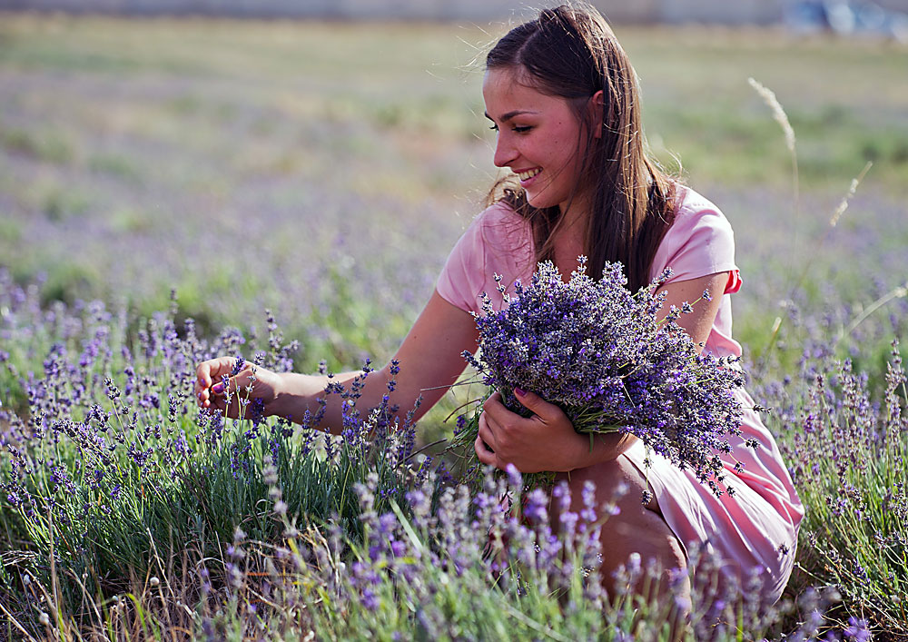 Lavender blooming in Crimea.