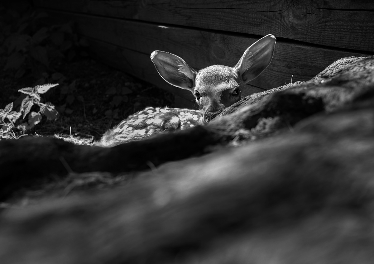 For the workers at the zoo, the animals are like family: they are the first to welcome them into this world, they take care of them and, when the time has come, they are the last to say goodbye. // A newborn Sika deer hiding behind a stump. Sergey Kolyaskin: “I was one of the first to lay eyes on him. He was born only a few hours ago, but he can already run.”