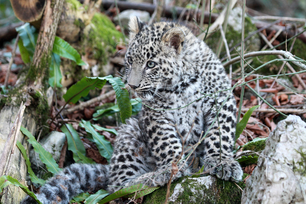 All of leopards recently released into the Russian wilderness were bred at the center in Sochi.