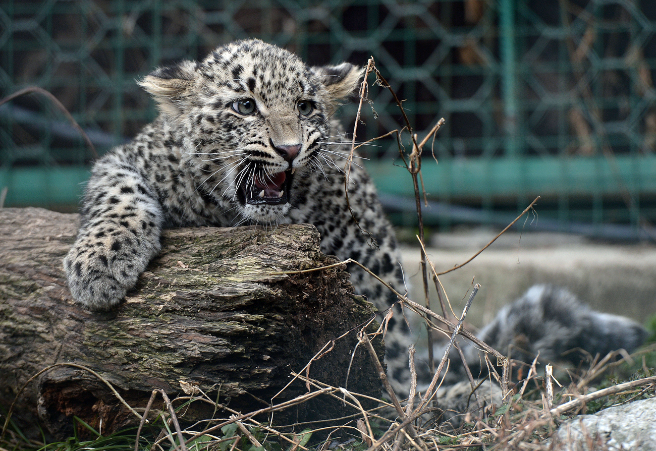 Un cucciolo di leopardo nel Centro di riabilitazione per i leopardi del Caucaso, fondato all’interno del parco nazionale di Sochi.