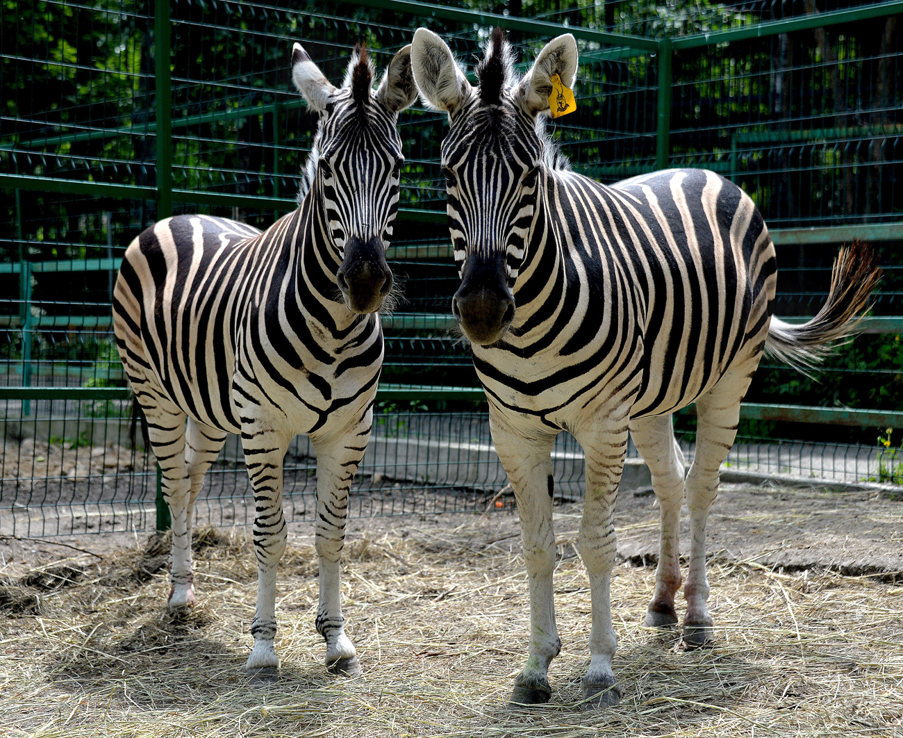 Young zebras Zoya and Zina that have been brought to Sadgorod private zoo in Vladivostok from the zoo in Stary Oskol