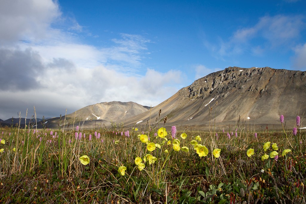 The flowery tundra.