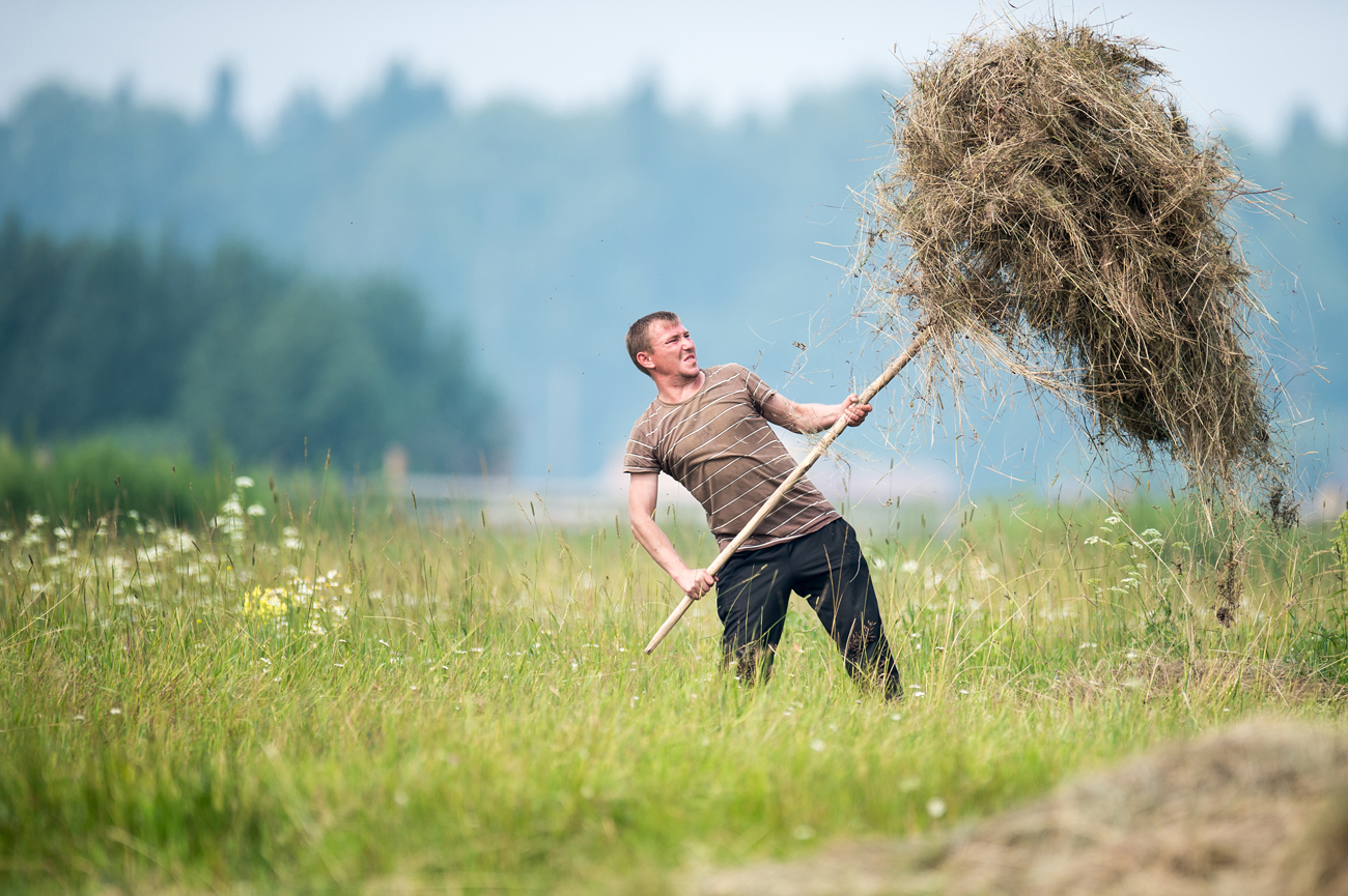 Hay making in Omsk RegionЖитель деревни Баженово Омской области во время заготовки сена.