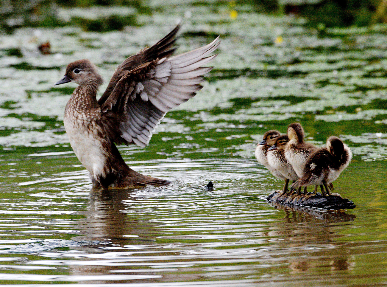 A Mandarin duck with ducklings on a pond in Vladivostok