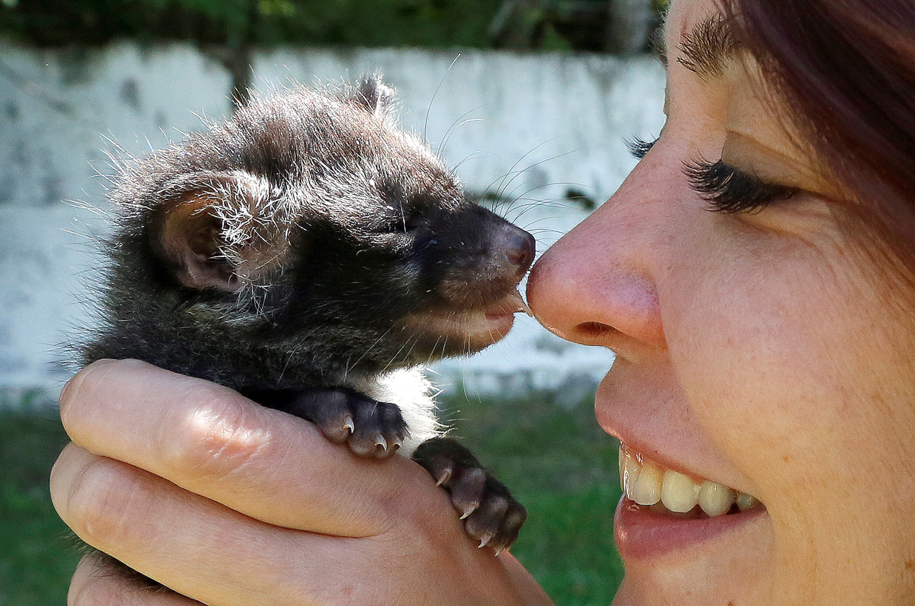 An employee plays with a 1-month-old Asian palm civet cub whose mother refused to nurse it at the Royev Ruchey zoo in the suburbs of Krasnoyarsk, Siberia, Russia