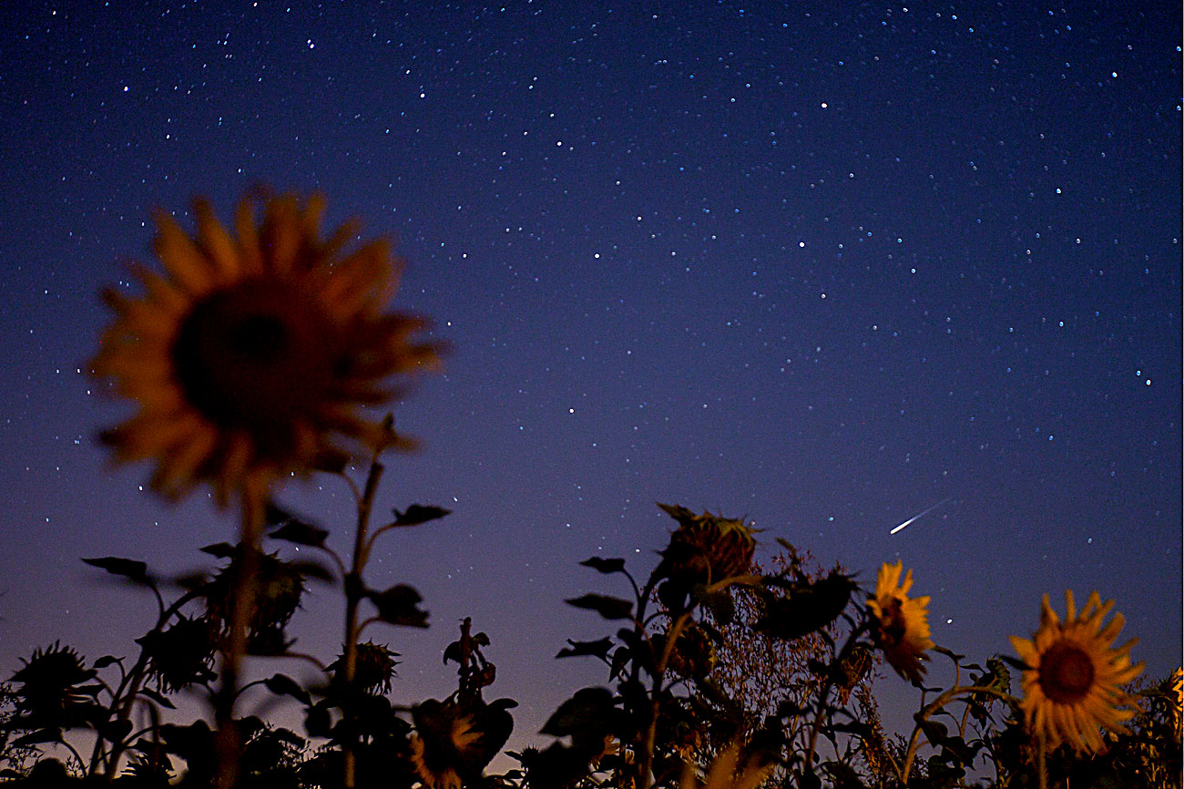  TATARSTAN, RUSSIA - AUGUST 12, 2016: A view of the Perseid Meteor Shower from a sunflower field. 