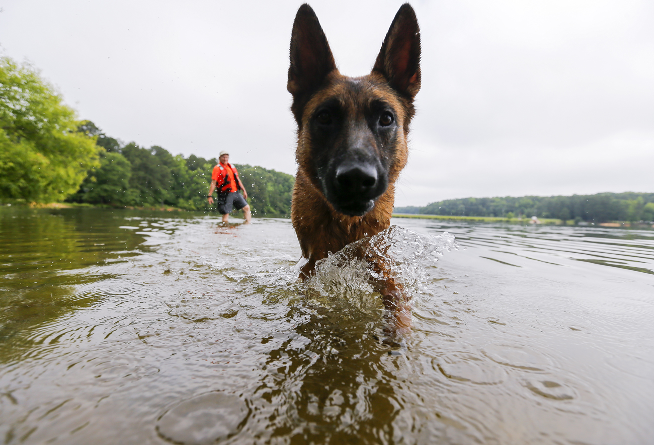 In recent tests dogs breathed underwater for up to 30 minutes.