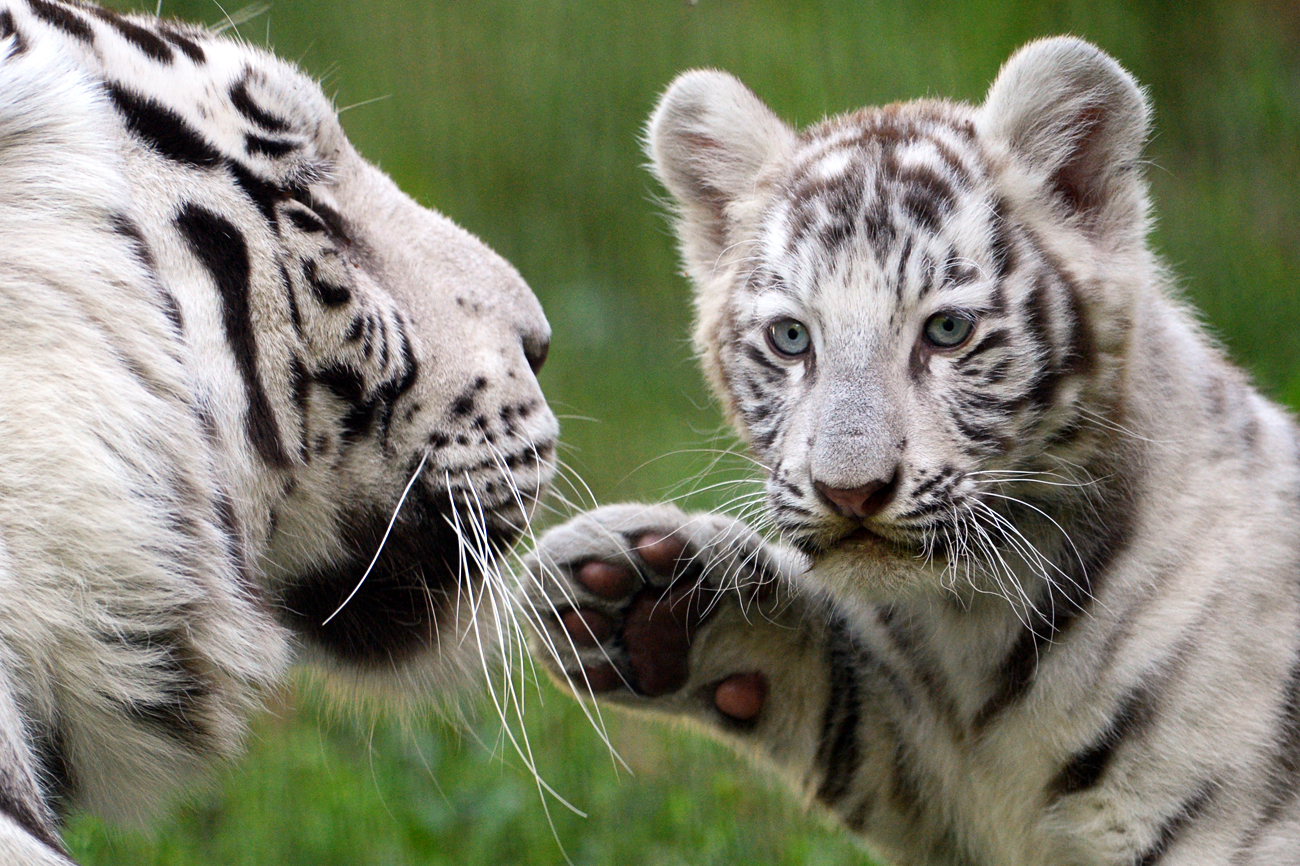  White tiger cub born in Novosibirsk Zoo . Белый бенгальский тигренок со своей мамой в вольере Новосибирского зоопарка имени Р.А. Шило. Детеныш родился у белого бенгальского тигра Зао и тигрицы Зайки 21 июня 2016 года.