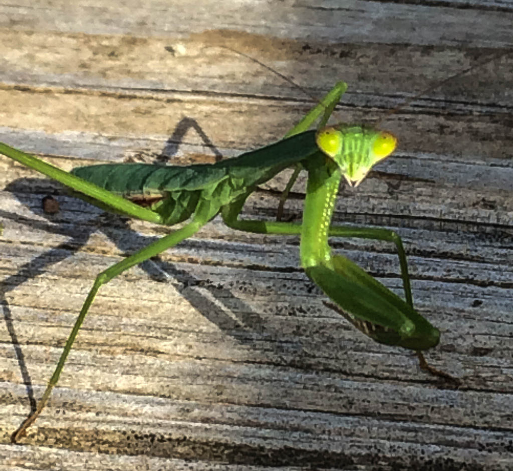 Mantises could appear in St. Petersburg in the next 10-20 years due to rising temperatures.