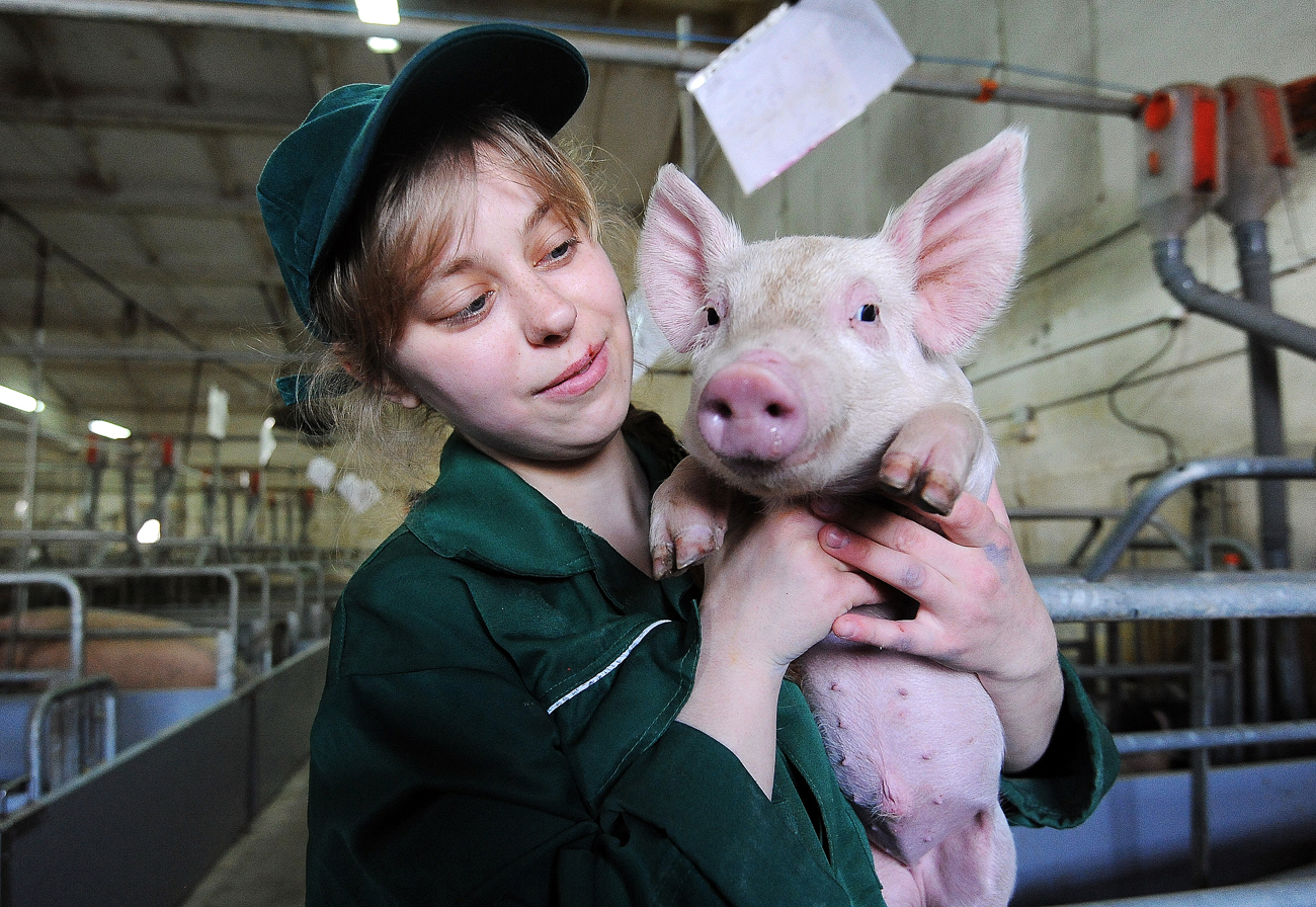 A worker of the Rodnikovsky pig-breeding farm holds a piglet. The farm specializes in raising and processing purebred pigs of meat breeds.