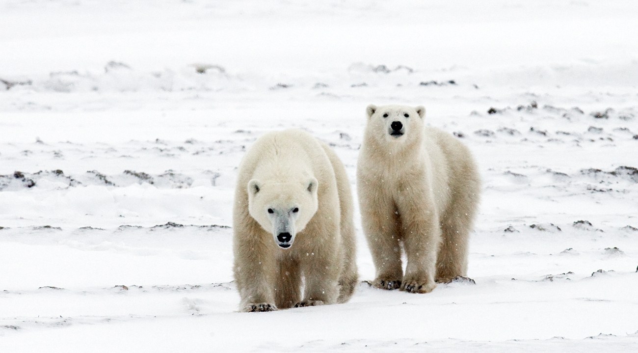 Les deux ours polaires.