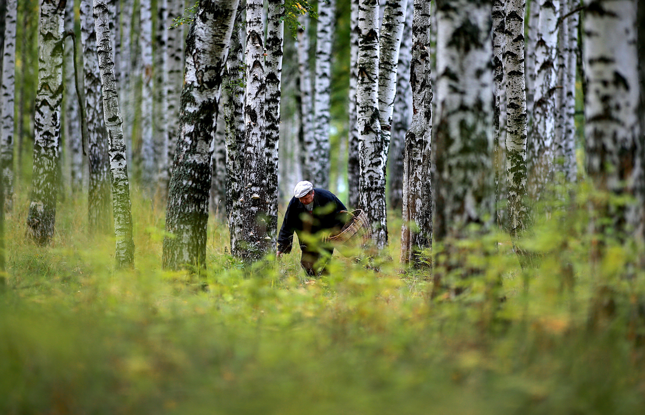 IVANOVO REGION, RUSSIA - SEPTEMBER 14, 2016: A man picks mushrooms in a forest. 
