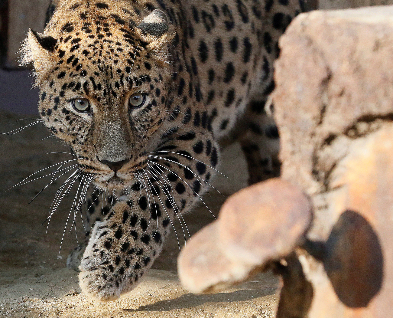 Amur leopard or Far Eastern leopard named Kirin, a 7-year-old male born in the Prague Zoo and transported to Krasnoyarsk in August, walks at its new enclosure after a quarantine, at the Royev Ruchey Zoo on the suburbs of the Siberian city of Krasnoyarsk, Russia