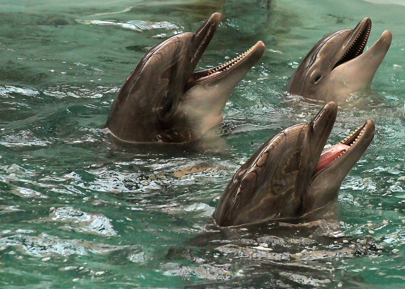 Dolphins know how to listen to each other and do not interrupt each other.