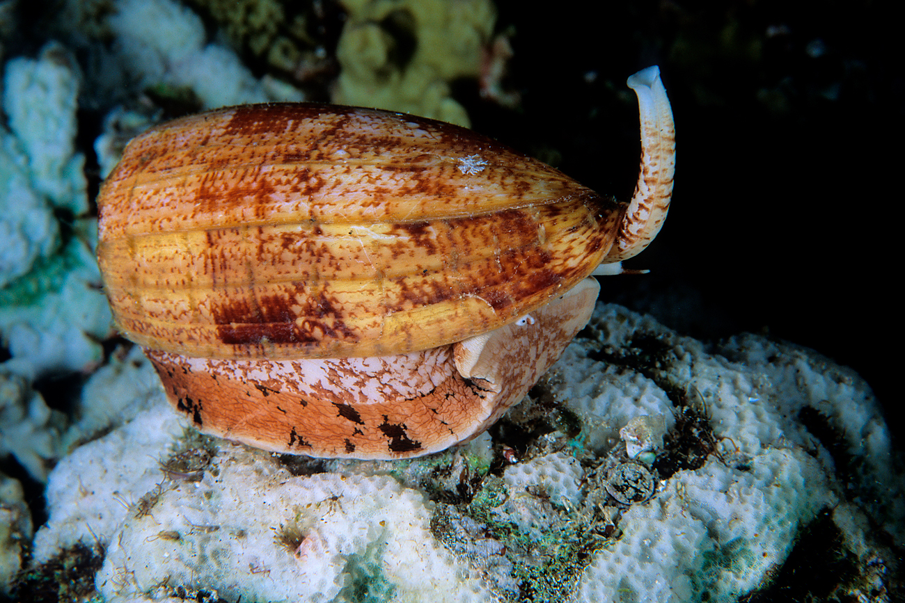 Scientists believe that eventually the new generation anesthetic will replace opiates. Photo: Geographic Cone snail.