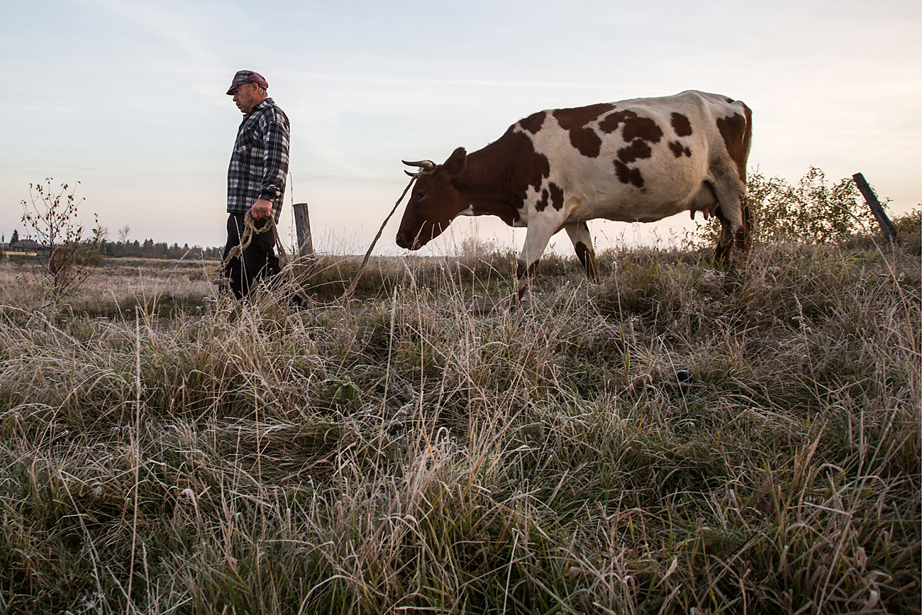 A native grazes his cow in the village of Keizes, Omsk Region.