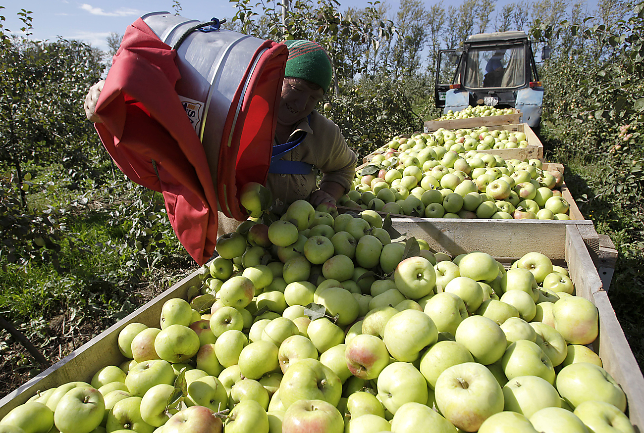 Apples harvested in the orchard of an agricultural enterprise outside the village pf Yarkovo, Minsk District.