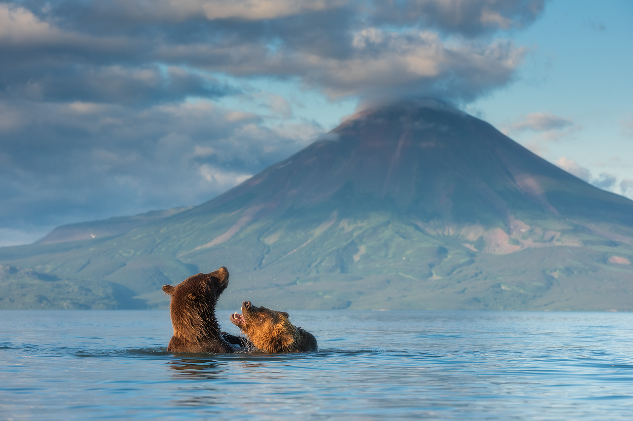 Divlja ljubav: ovo nije borba na život i smrt, ovo je ljubav prema igri medvjeda u Kurilskom jezeru s pogledom na vulkan Iljinski u pozadini.