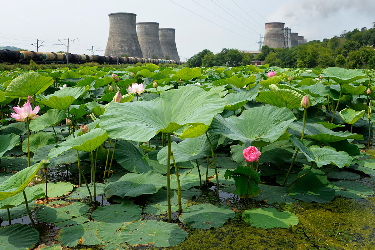 Lotus blossoming in power station lake. Yuri Smityuk / TASS. See more...