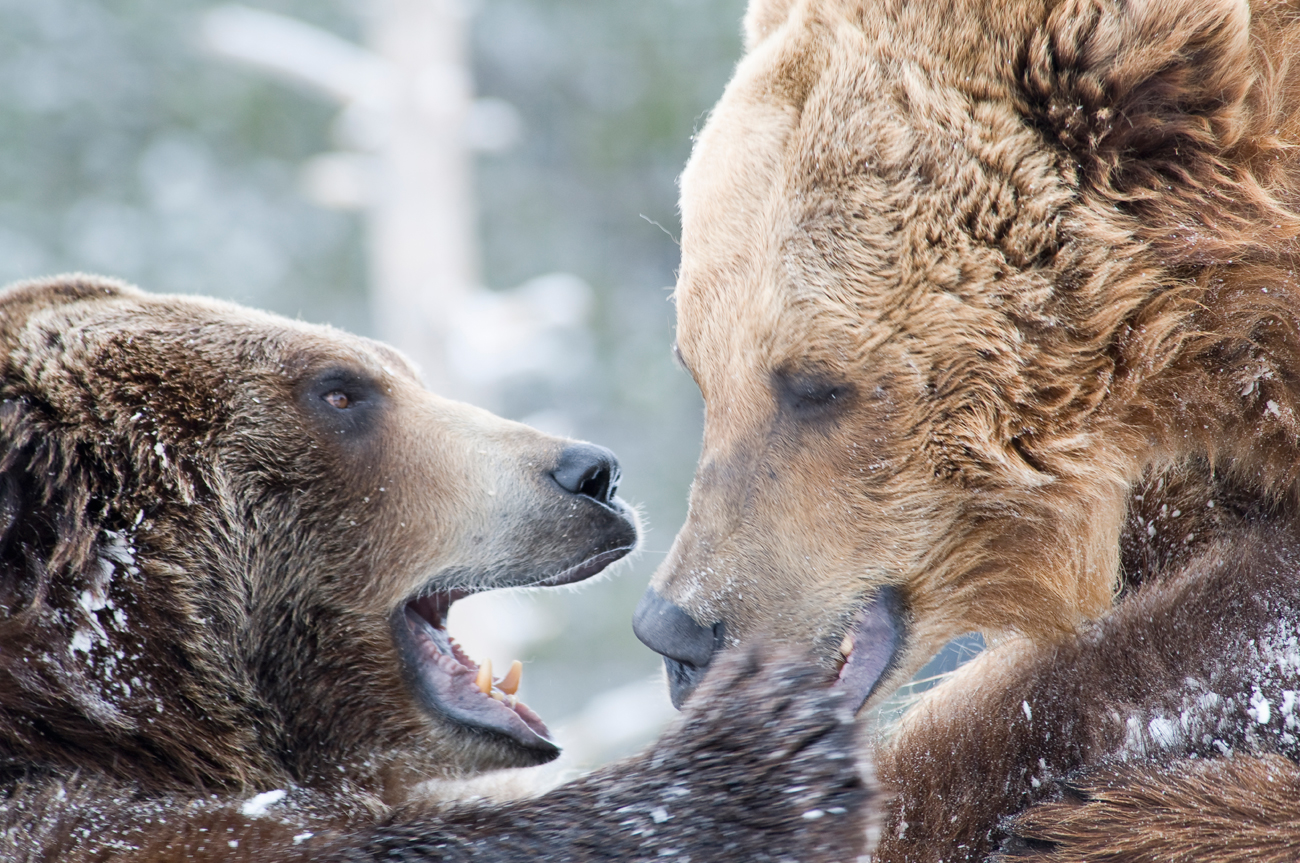 Find out how to tell an American bear from a Russian one!
