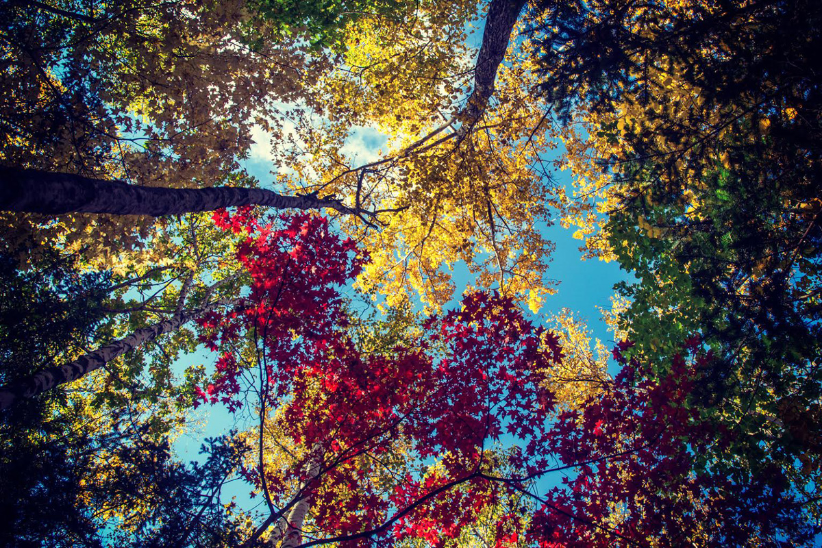 Forests are the most important resource of our planet. Source: Vitaly Berkov