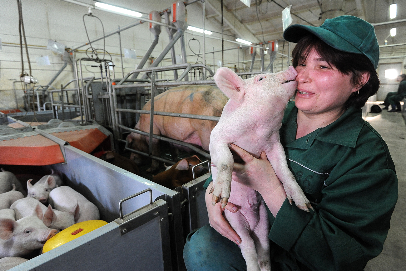 A worker with 1-month old piglet on the Rodnikovsky pig-breeding farm. Russia is looking to step up pork exports to Asia. 
