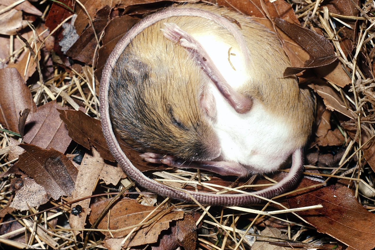Zookeepers say the rodent must completely give up hope to get to sleep.