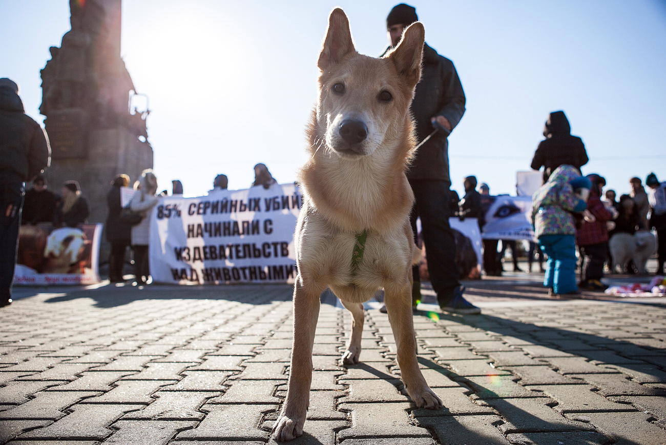 En Russie, la maltraitance des animaux est passible d’une amende maximale de 1 100 euros ou d’une peine de prison de 6 mois.