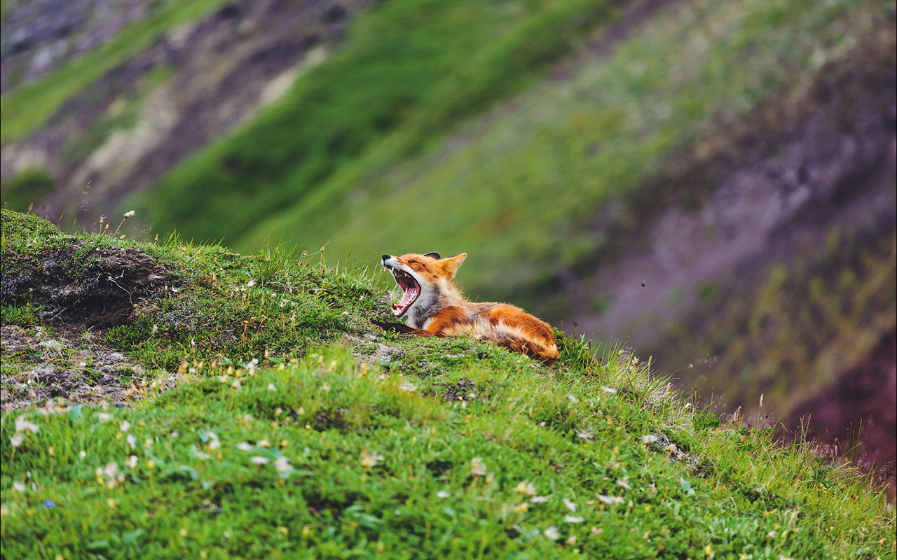 Ruski fotograf Aleksander Sidoncev predstavlja serijo fotografij lisic v ruski divjini, ki jih je fotografiral vrsto let. 