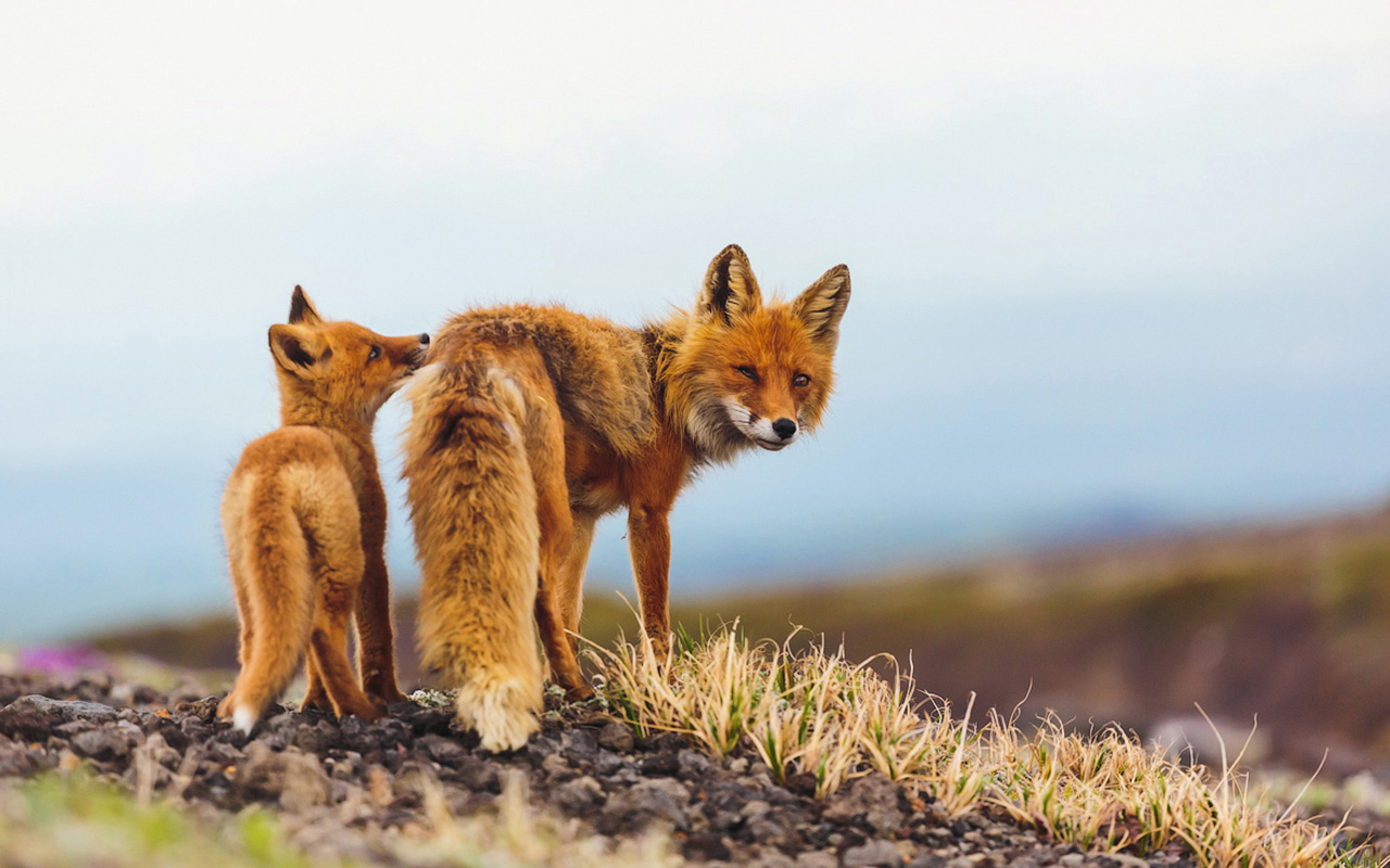 Čukotske lisice odlikuje svjetlija boja i veća veličina, što je karakteristično za životinje koje se kreću od juga prema sjeveru.