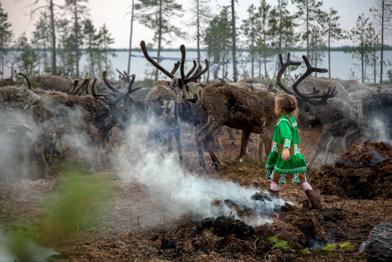 Margarita Moltanova, 5, plays with reindeers in the family traditional reindeer herding camp in Russia's northern Yamal Region. The indigenous reindeer herders in Russia’s northern Yamal Region, a remote section of Siberia where winter temperatures can sink below minus 50 degrees Celsius, are facing a man-made threat as officials push ahead with an unprecedented culling that calls for at least one in seven of the Yamal’s reindeer to be slaughtered