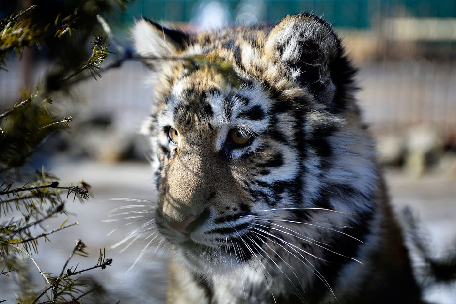 Die Tigerin Kristall ist sieben Monate alt. Sie lebt in einem privaten Zoo von Jekaterina und Juri Zotow in dem Dorf Borisowka.