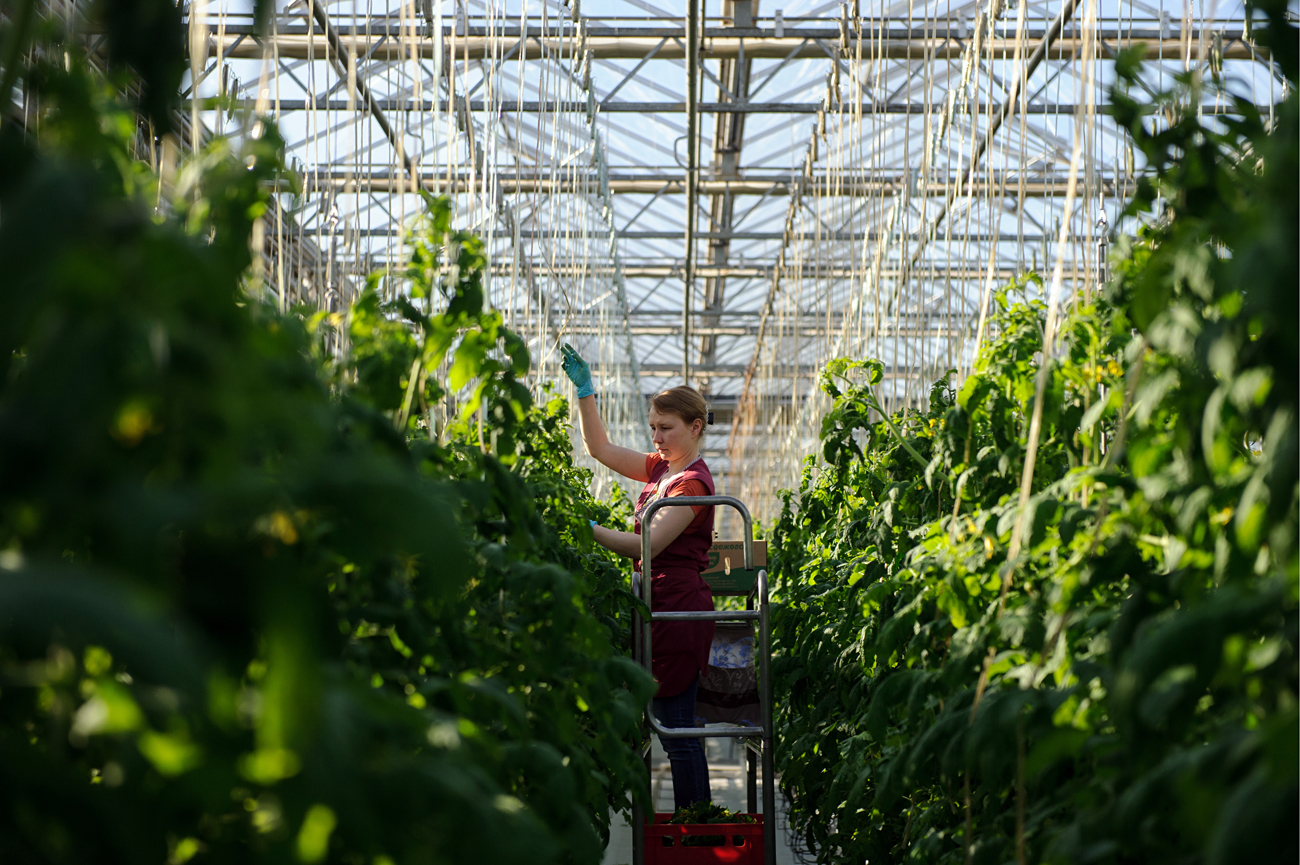 Greenhouse farms in Russia require a lot of energy to heat them in winter. 