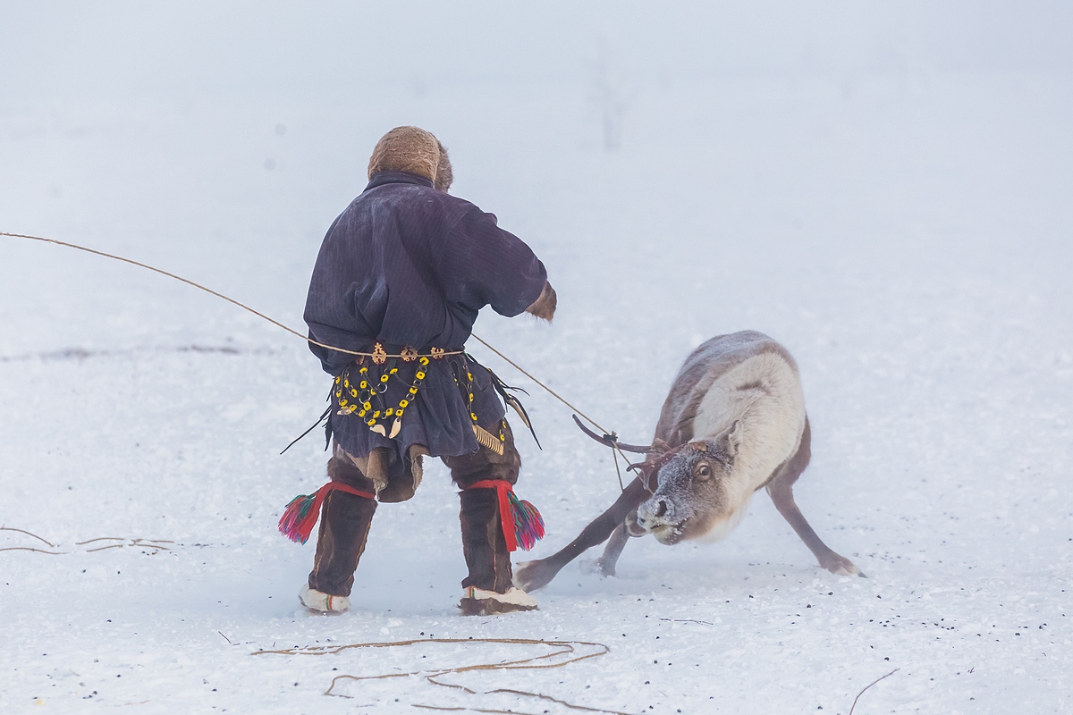 Il secondo tipo di allevamento è invece gestito da lavoratori stipendiati che si prendono cura delle renne