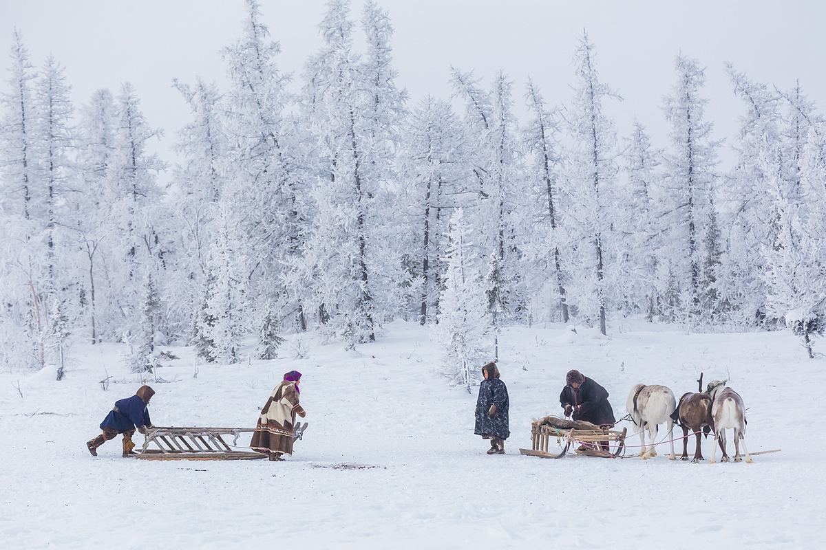 L’allevamento delle renne è un’attività alquanto costosa: solamente il mangime degli animali costa al mese 50.000 rubli (circa 700 euro)