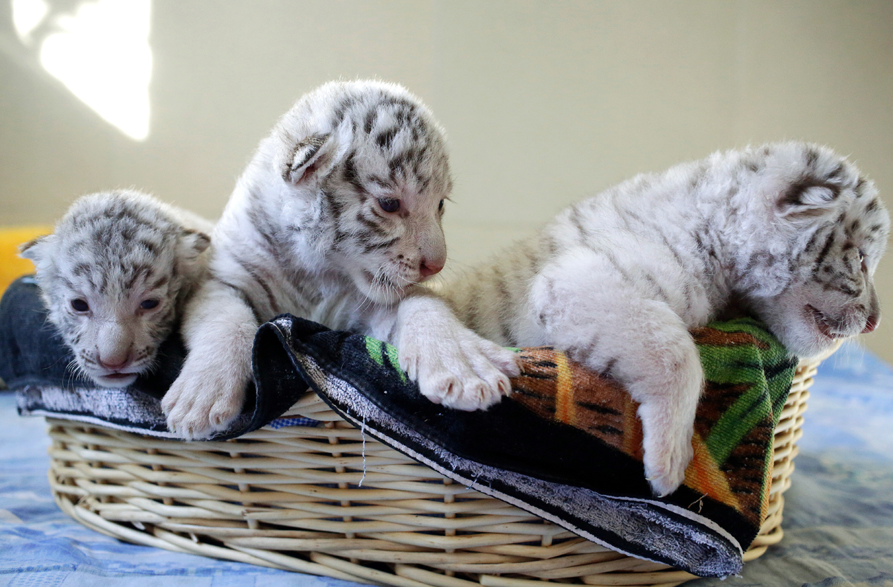 White Bengal tiger cubs born at the Yalta zoo "Skazka."