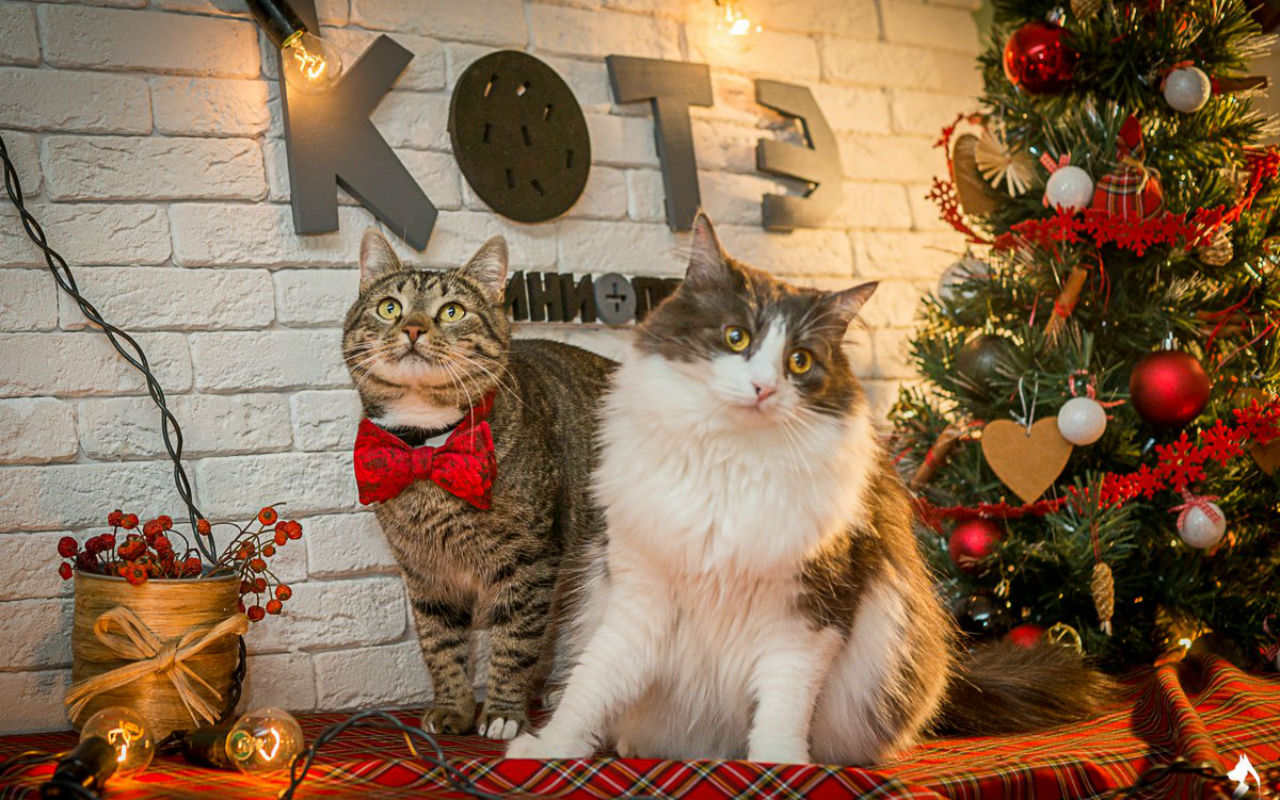 Mici in posa per trovare una famiglia. Il rifugio per animali “‘Kotah” di San Pietroburgo ha realizzato un simpatico servizio fotografico natalizio per sensibilizzare gli amanti dei gatti e trovare loro una nuova casa