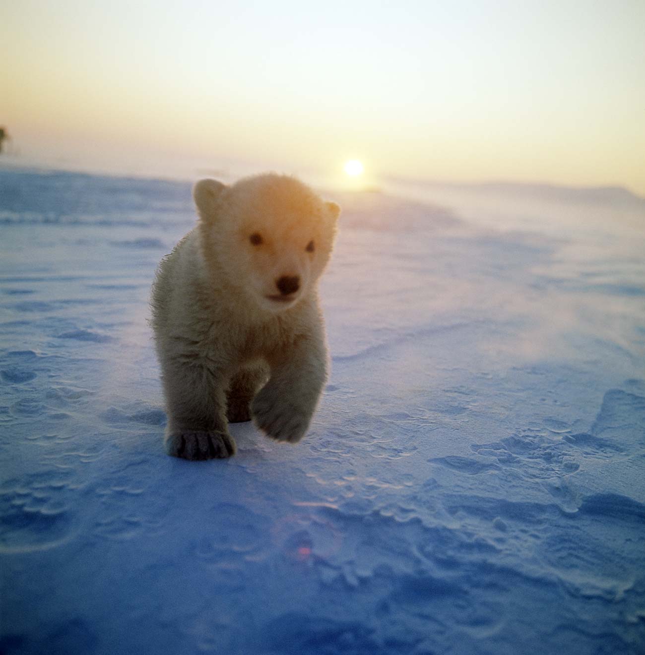 Filhote de urso polar na ilha de Wrangel