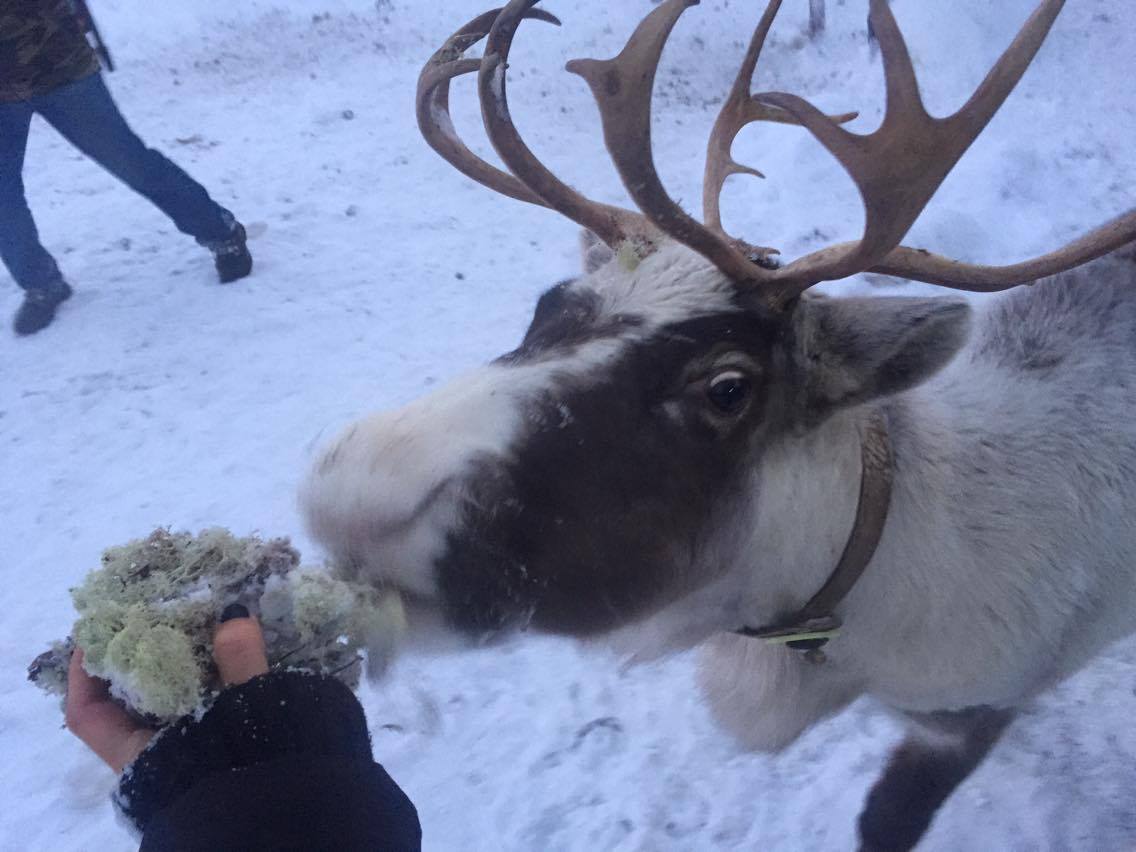 Reindeer are just like dogs - except a lot bigger and with antlers. 