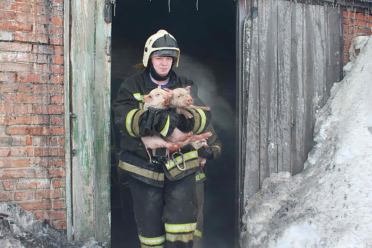 Tomsk firefighters rescued 150 animals.