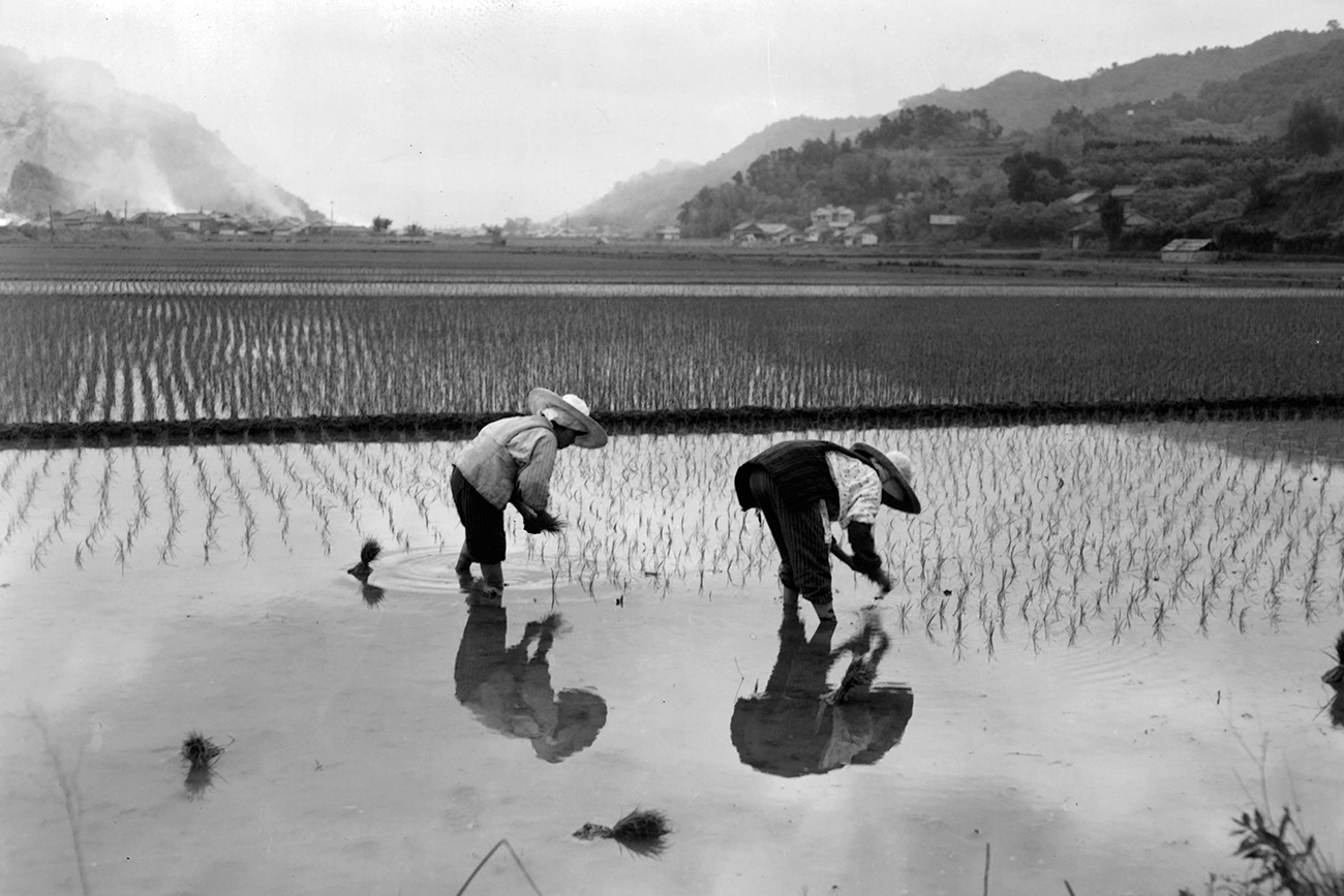 Major land reforms were implemented in Japan after World War II. The above picture shows rice farmers in Kochi in 1955.